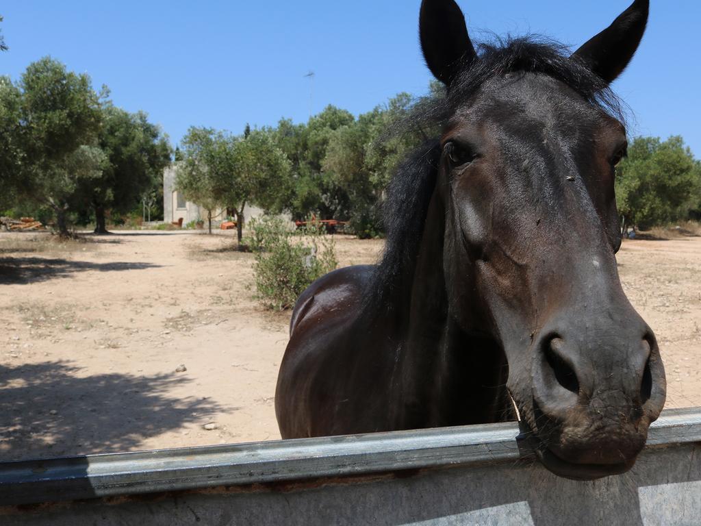 La Trottoria Agriturismo Οτράντο Εξωτερικό φωτογραφία
